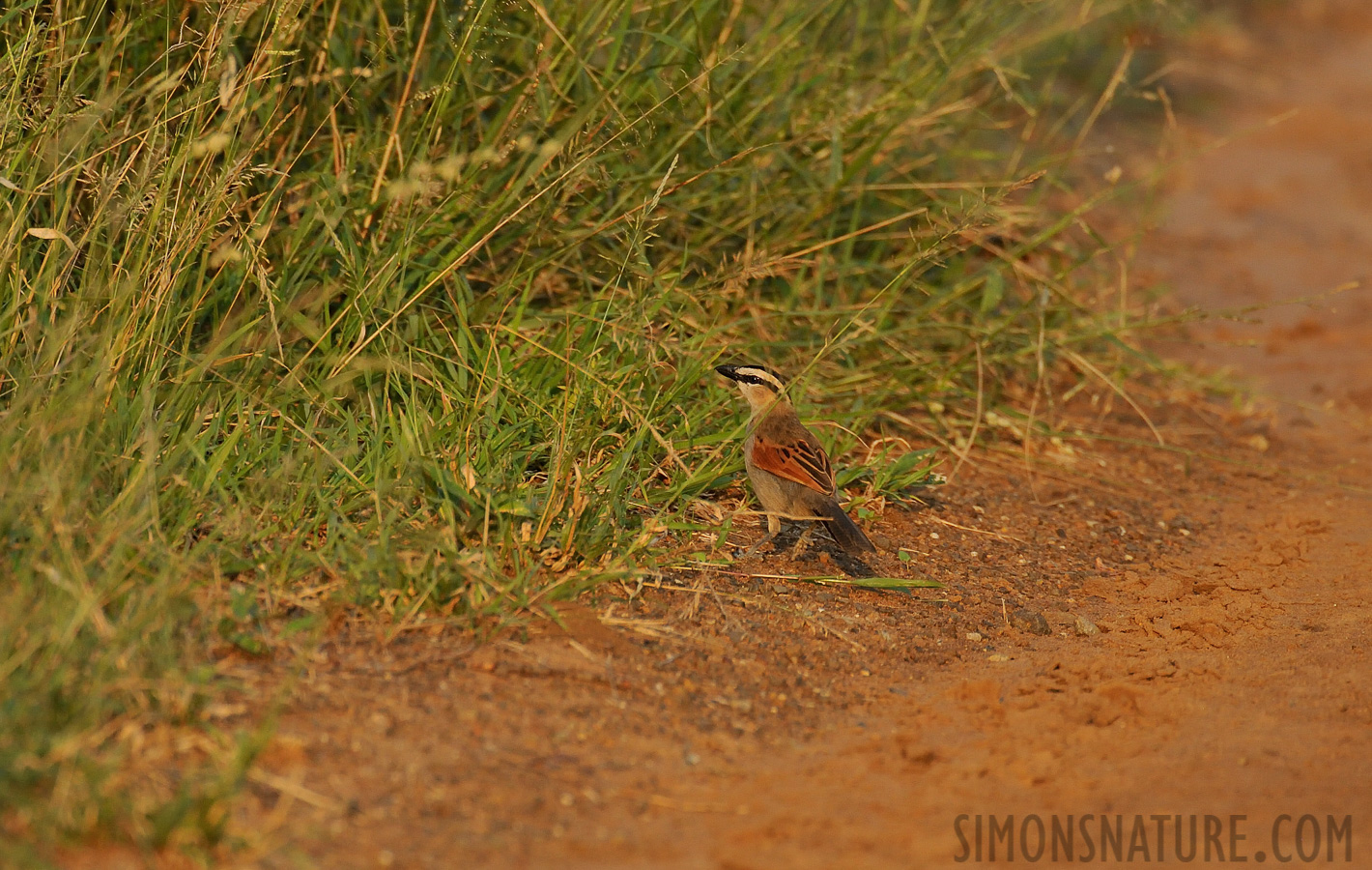 Tchagra senegalus orientalis [550 mm, 1/1000 Sek. bei f / 8.0, ISO 1600]